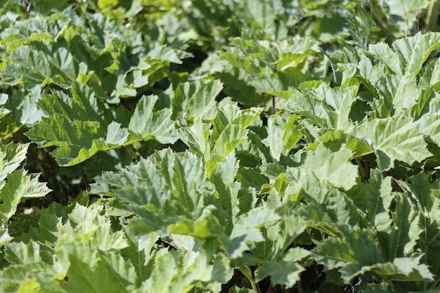 Hintergrund mit Blättern von Riesenbärenklau oder Heracleum mantegazzianum im Sommer, selektiver Fokus. Gefährliche mehrjährige Bärenklau-Pflanze.