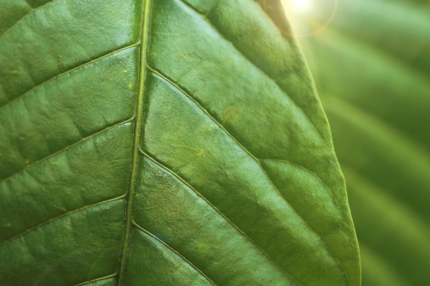 Hintergrund mit Blatt- und Balkenstruktur