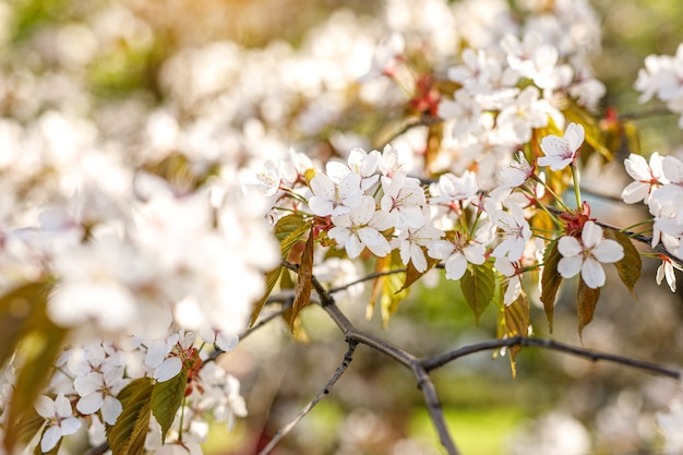 Hintergrund mit blühenden Blumen an einem Frühlingstag.