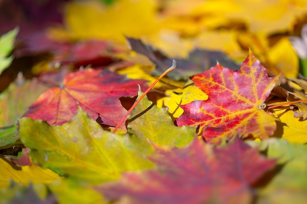 Hintergrund mit bunten Blättern des Herbstes