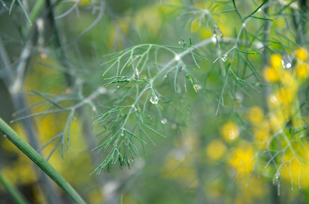 Foto hintergrund mit dillregenschirmnahaufnahme. gartenpflanze