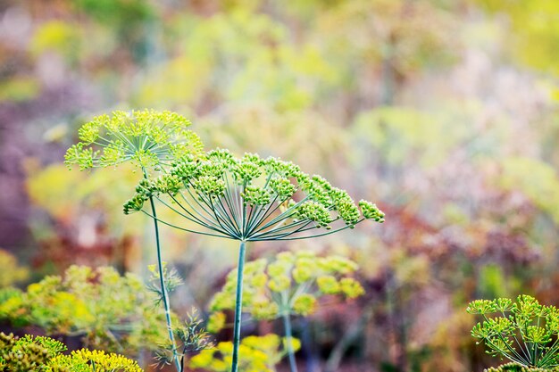 Hintergrund mit Dillschirm-Nahaufnahme. Duftender Dill im Garten