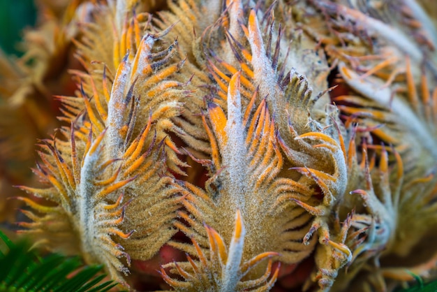 Foto hintergrund mit exotischen tropischen mehrfarbigen blüten mit blättern in form von tentakeln in nahaufnahme