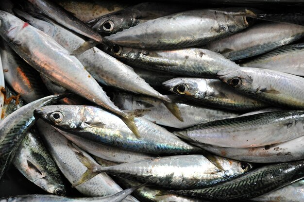 Hintergrund mit frischem Fisch auf einem Fischmarkt