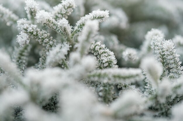 Hintergrund mit gefrorenen Pflanzen, die mit Frost bedeckt sind