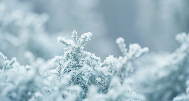 Hintergrund mit gefrorenen Pflanzen, die mit Frost bedeckt sind