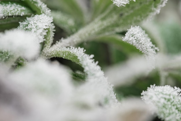 Hintergrund mit gefrorenen Pflanzen, die mit Frost bedeckt sind