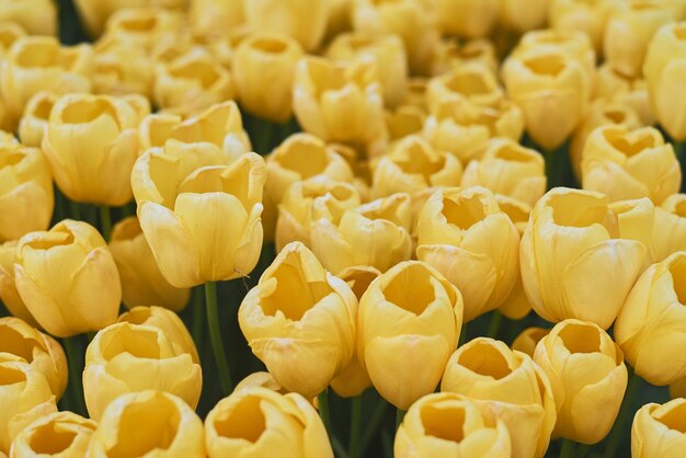 Foto hintergrund mit gelben tulpen blühende blumen frühling