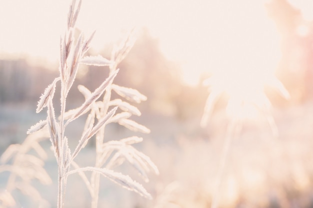 Hintergrund mit Gras, Frost und Sonne.