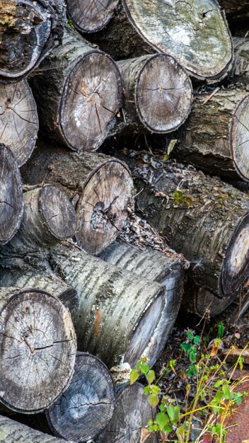 Hintergrund mit großen Holzhaufen im Sommerwald aus gesägten alten großen Kiefern- und Fichtenholzstämmen für die Forstwirtschaft