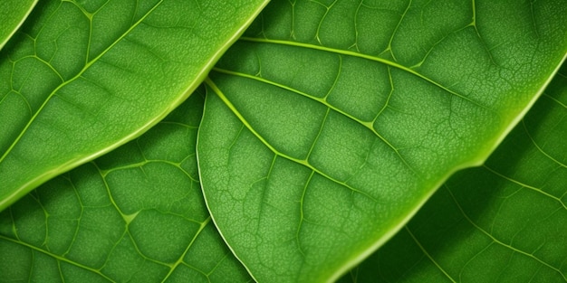 Hintergrund mit grünem Blatt Natur- und Umweltkonzept Nahaufnahme