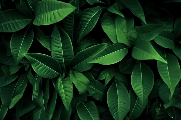 Hintergrund mit grünem Blattmuster Natürlicher Hintergrund und Tapeten