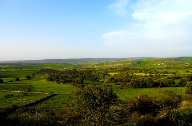 Hintergrund mit grünem Erntefeld und blauem Himmel