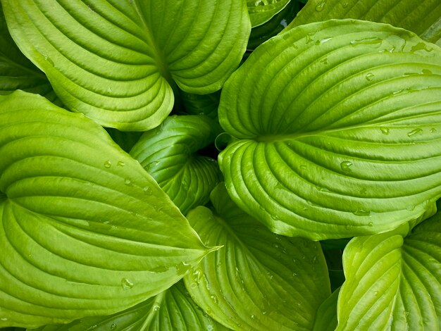 Hintergrund mit grünen Blättern von Hosta. Luxus-Branding-Design