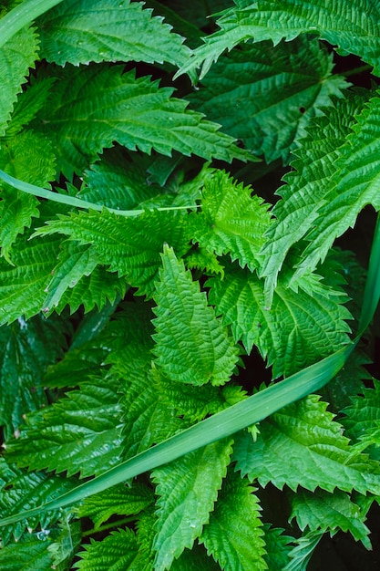 Hintergrund mit grüner Nessellaubnahaufnahme