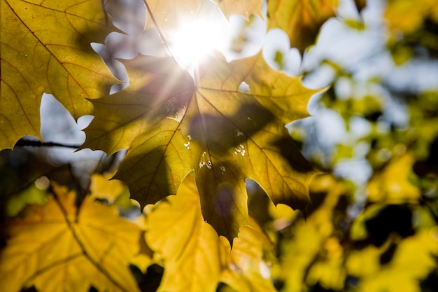 Foto hintergrund mit herbstfarbenen ahornblättern