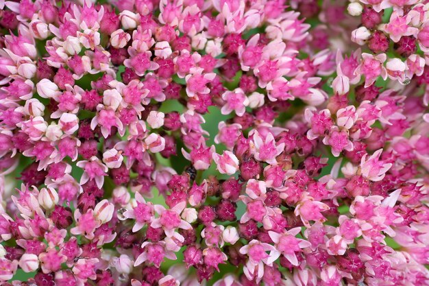 Hintergrund mit kleinen rosa Blumen. Horizontaler Rahmen.