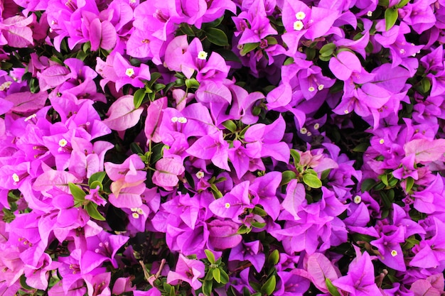 Hintergrund mit lila Blüten