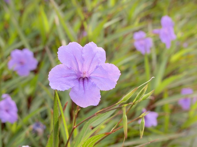 Hintergrund mit lila Blüten