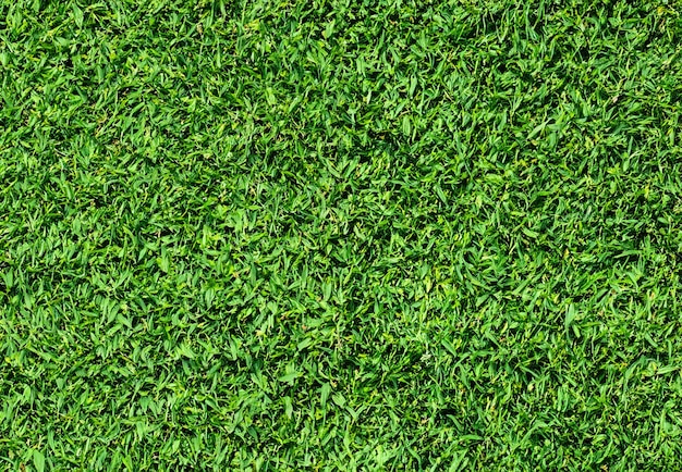 Hintergrund mit natürlichem grünem Gras Close Up Top View
