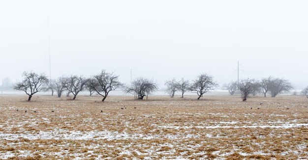 Hintergrund mit nebligen Apfelbäumen an einem kalten Wintertag