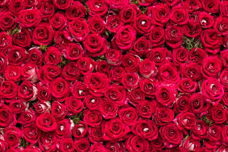 Foto hintergrund mit roten blumen rosen nahaufnahme blumenwand