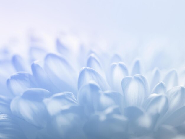 Hintergrund mit sanft gefärbten, mehrfarbigen Blumen