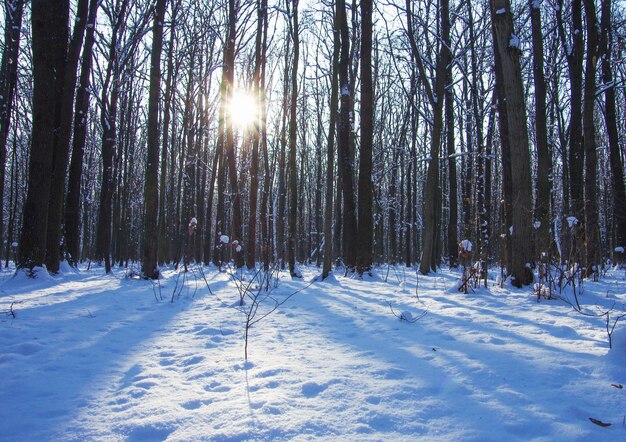 Foto hintergrund mit schneebedeckten bäumen im winter