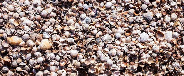 Hintergrund mit schönen Muscheln am Strand. Ansicht von oben, flach. Banner.