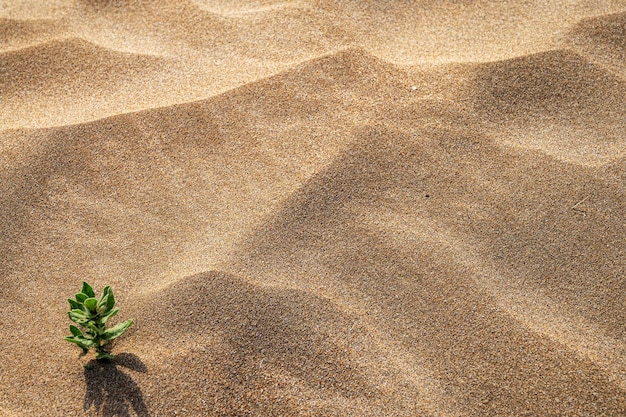 Hintergrund mit Strandsand und grüner Pflanze Nahaufnahme Sanddünen an einem sonnigen Sommertag