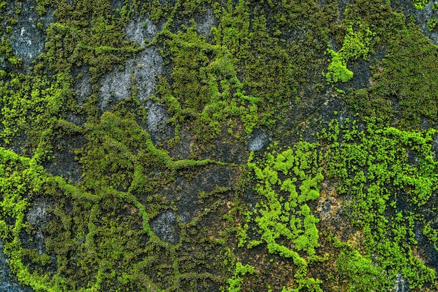 Hintergrund Moos natürliche Tapete