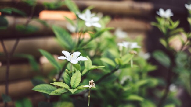 Hintergrund Murraya Paniculata Blume oder weiße Blume