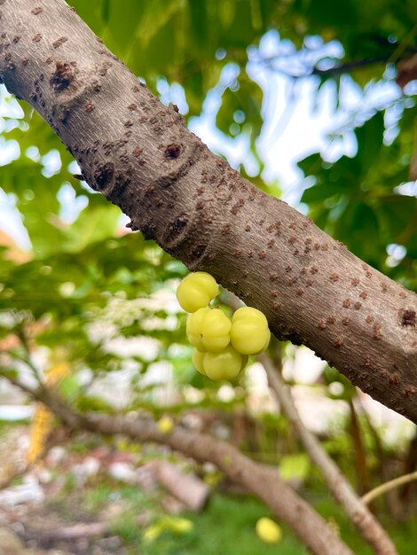 Foto hintergrund natur beeren