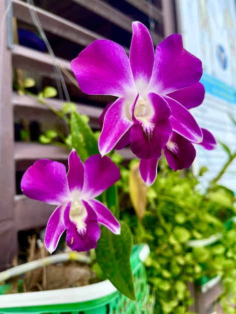 Foto hintergrund natur orchideblume