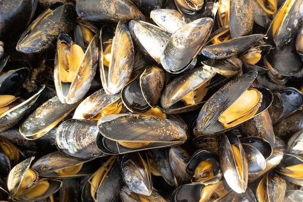 Hintergrund offene Meeresfrüchte Muscheln gekochte Muschel