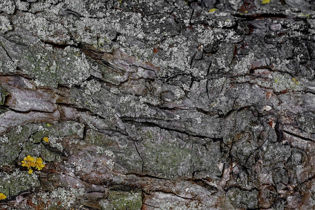 Hintergrund, Rindenstruktur, in dunklen Farben, Rindenstruktur