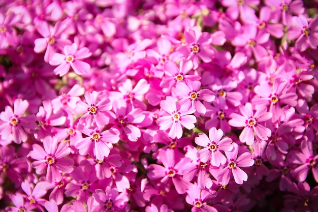 Hintergrund schöne Live-Blumen