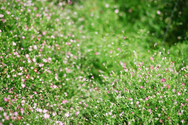 Hintergrund schöne natürliche rosa Blumen im Blumengarten