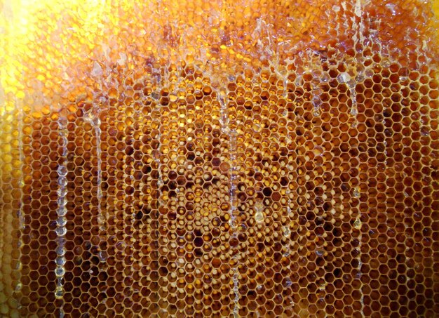 Hintergrund-Sechseck-Textur-Wachswabe aus einem Bienenstock