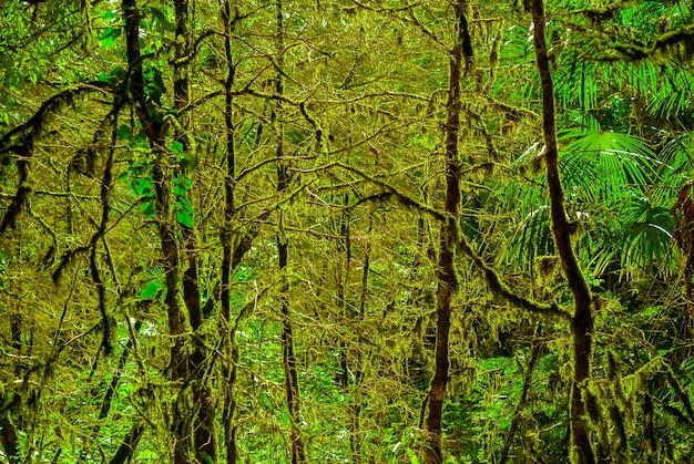 Hintergrund subtropischer Eibenbuchswald mit bemoosten Baumstämmen