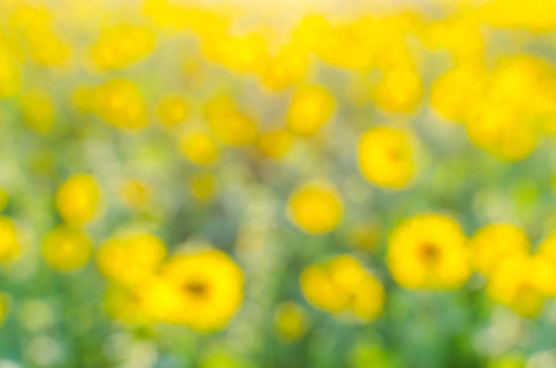 Hintergrund und Abstraktion von gelben Blumen SonnenblumenBokeh und Unschärfefotos