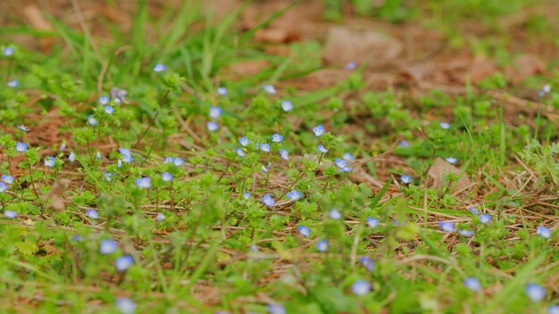 Hintergrund vieler blauer Blüten Frühlingsblau Forgetmenots Blüten Myosotis sylvatica