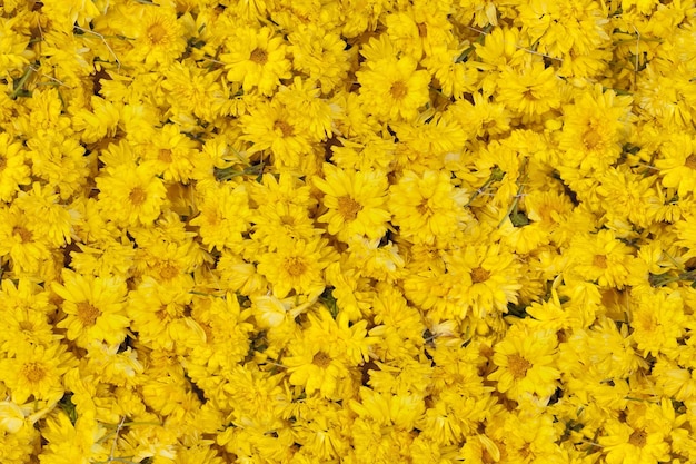 Foto hintergrund vieler gelber blumen ohne nahtlose beschaffenheit der stiele