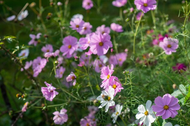 Hintergrund vieler Herbstwildblumen