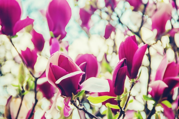 Hintergrund von blühenden Magnolien. Blumen. Selektiver Fokus