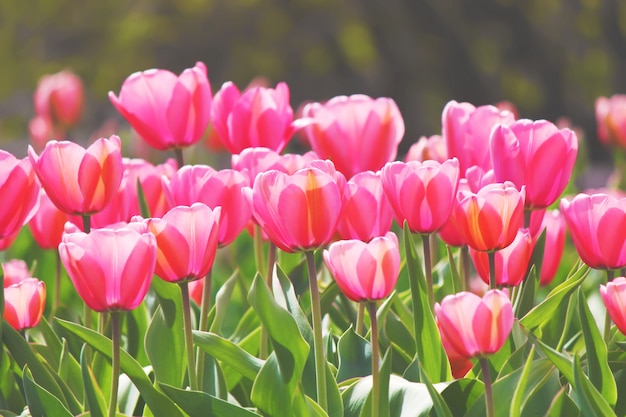 Hintergrund von blühenden Tulpen. Blumen. Selektiver Fokus