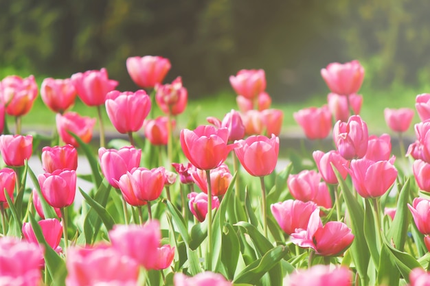 Hintergrund von blühenden Tulpen. Blumen. Selektiver Fokus