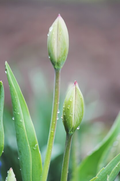 Hintergrund von blühenden Tulpen. Blumen. Selektiver Fokus