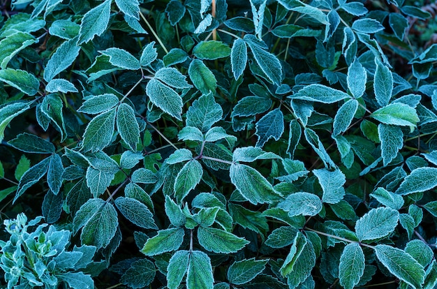 Hintergrund von den grünen Blättern bedeckt mit Reif
