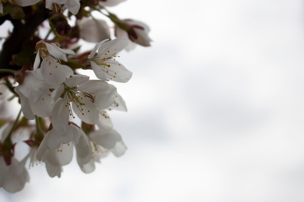 Hintergrund von der Blüte der Obstbäume Verzweigen Sie sich mit Pflaumenblüten